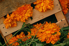 Day of the Death Marigold Cempasuchitl