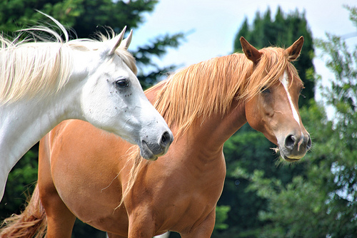 6 Spanish Slang Phrases Using The Word HORSE